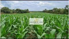 Fazenda à venda de 1.026 ha em Araguaína, TO, Brasil