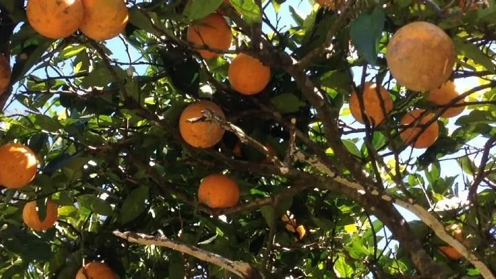 Chácara à venda de 2.500 m² em Santo Antônio da Patrulha, RS, Brasil