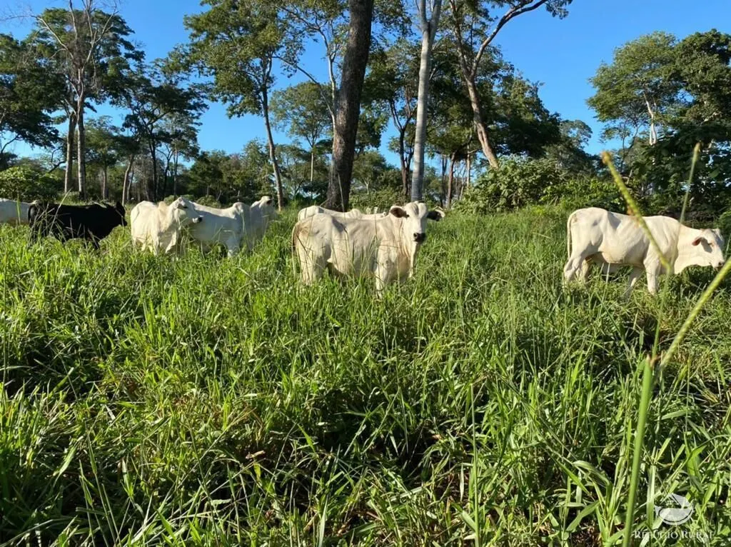 Farm for sale of 19,338 acres in Alcinópolis, MS, Brazil