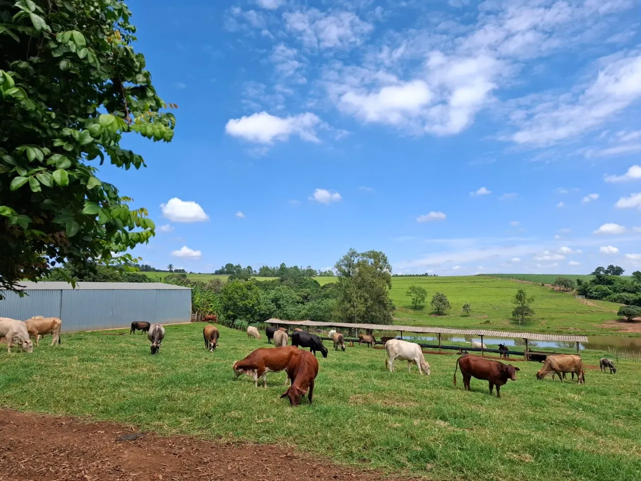 Fazenda à venda de 30 ha em Cesário Lange, SP, Brasil