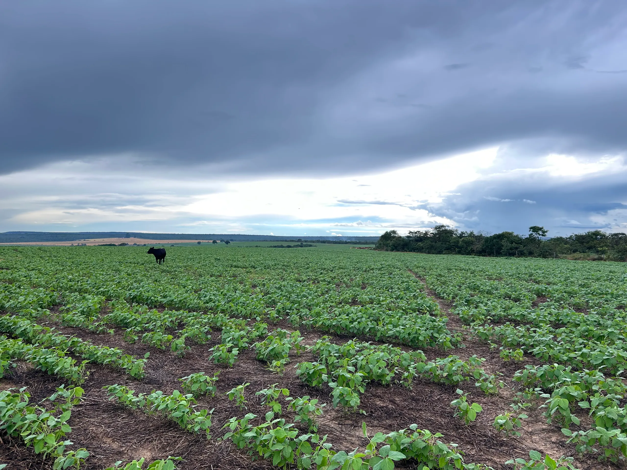 Farm for sale of 494 acres in Sítio d'Abadia, GO, Brazil