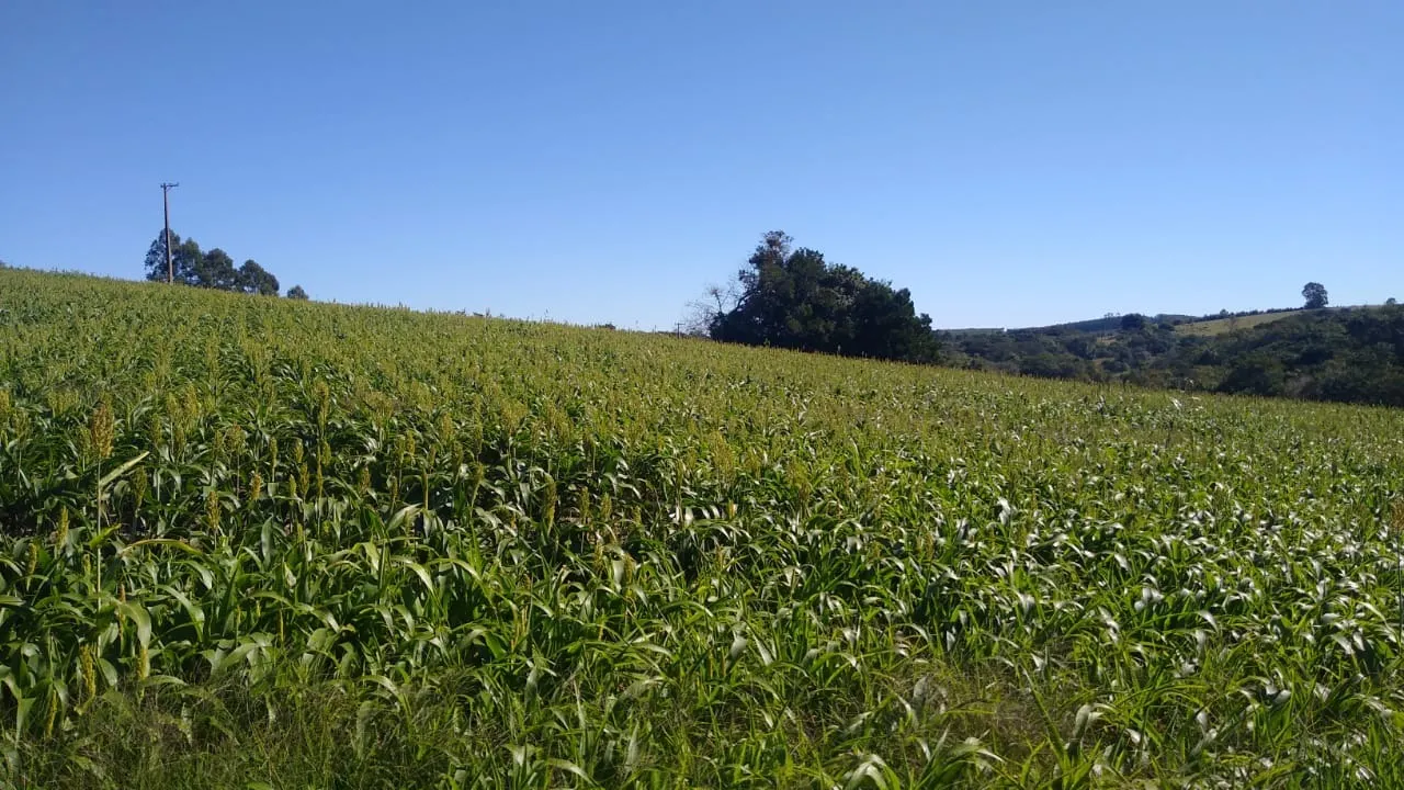 Sítio à venda de 15 ha em Itapetininga, SP, Brasil