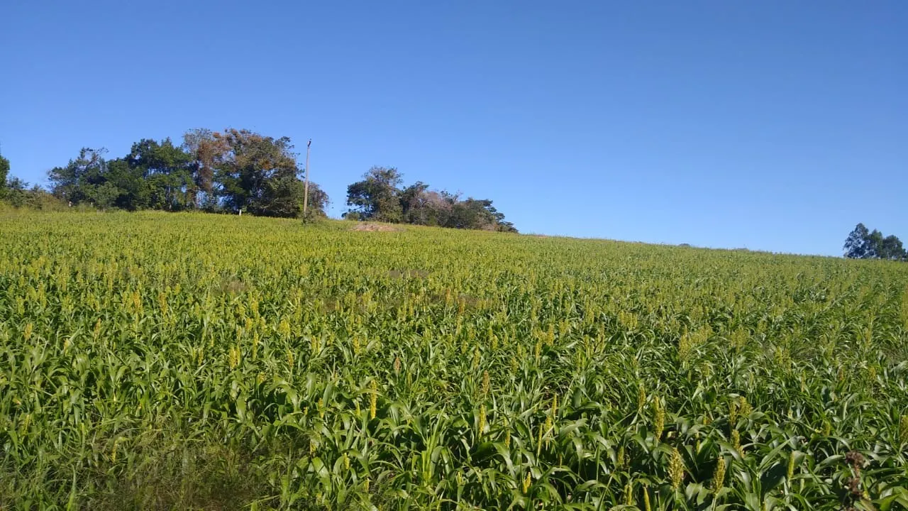 Sítio à venda de 15 ha em Itapetininga, SP, Brasil