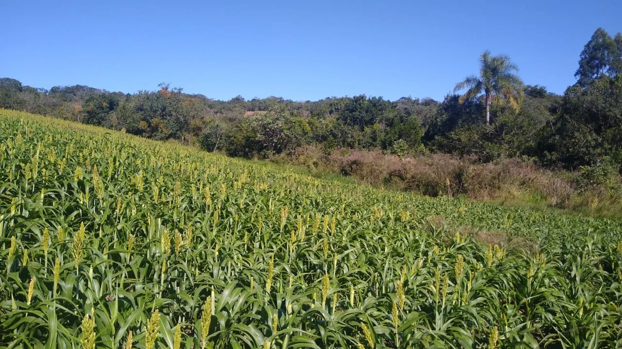 Sítio à venda de 15 ha em Itapetininga, SP, Brasil
