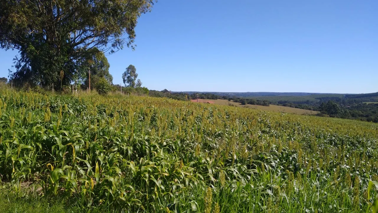 Sítio à venda de 15 ha em Itapetininga, SP, Brasil