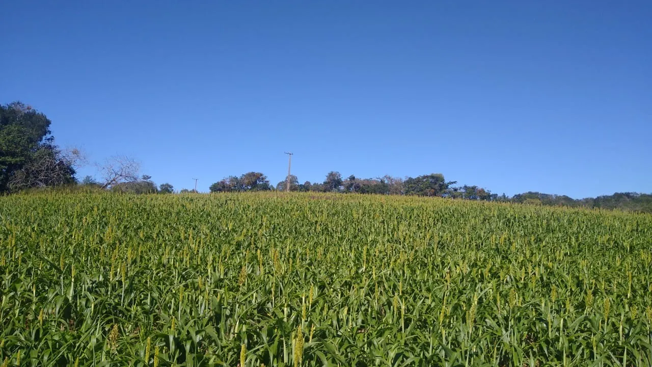 Sítio à venda de 15 ha em Itapetininga, SP, Brasil