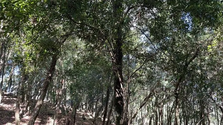 Chácara à venda de 3.900 m² em Santo Antônio da Patrulha, RS, Brasil