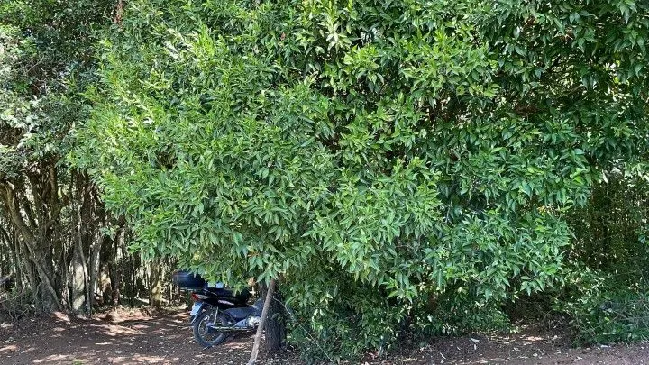Chácara à venda de 3.900 m² em Santo Antônio da Patrulha, RS, Brasil