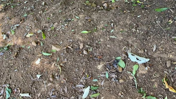 Chácara à venda de 3.900 m² em Santo Antônio da Patrulha, RS, Brasil