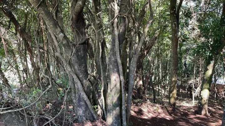 Chácara à venda de 3.900 m² em Santo Antônio da Patrulha, RS, Brasil