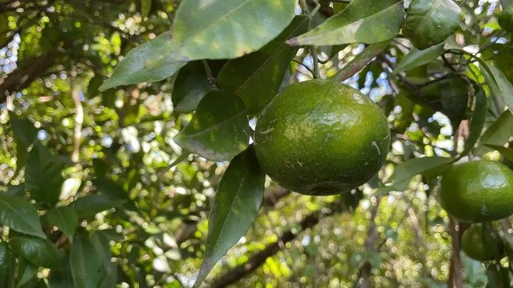 Chácara à venda de 3.900 m² em Santo Antônio da Patrulha, RS, Brasil