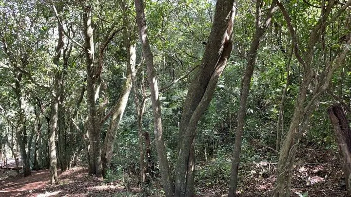 Chácara à venda de 3.900 m² em Santo Antônio da Patrulha, RS, Brasil