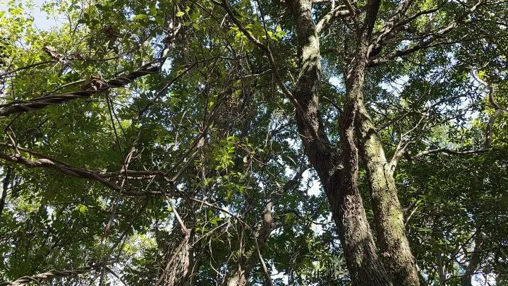 Chácara à venda de 3.900 m² em Santo Antônio da Patrulha, RS, Brasil