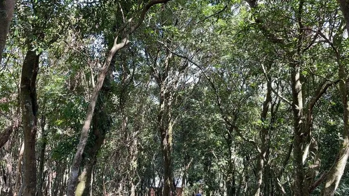 Chácara à venda de 3.900 m² em Santo Antônio da Patrulha, RS, Brasil