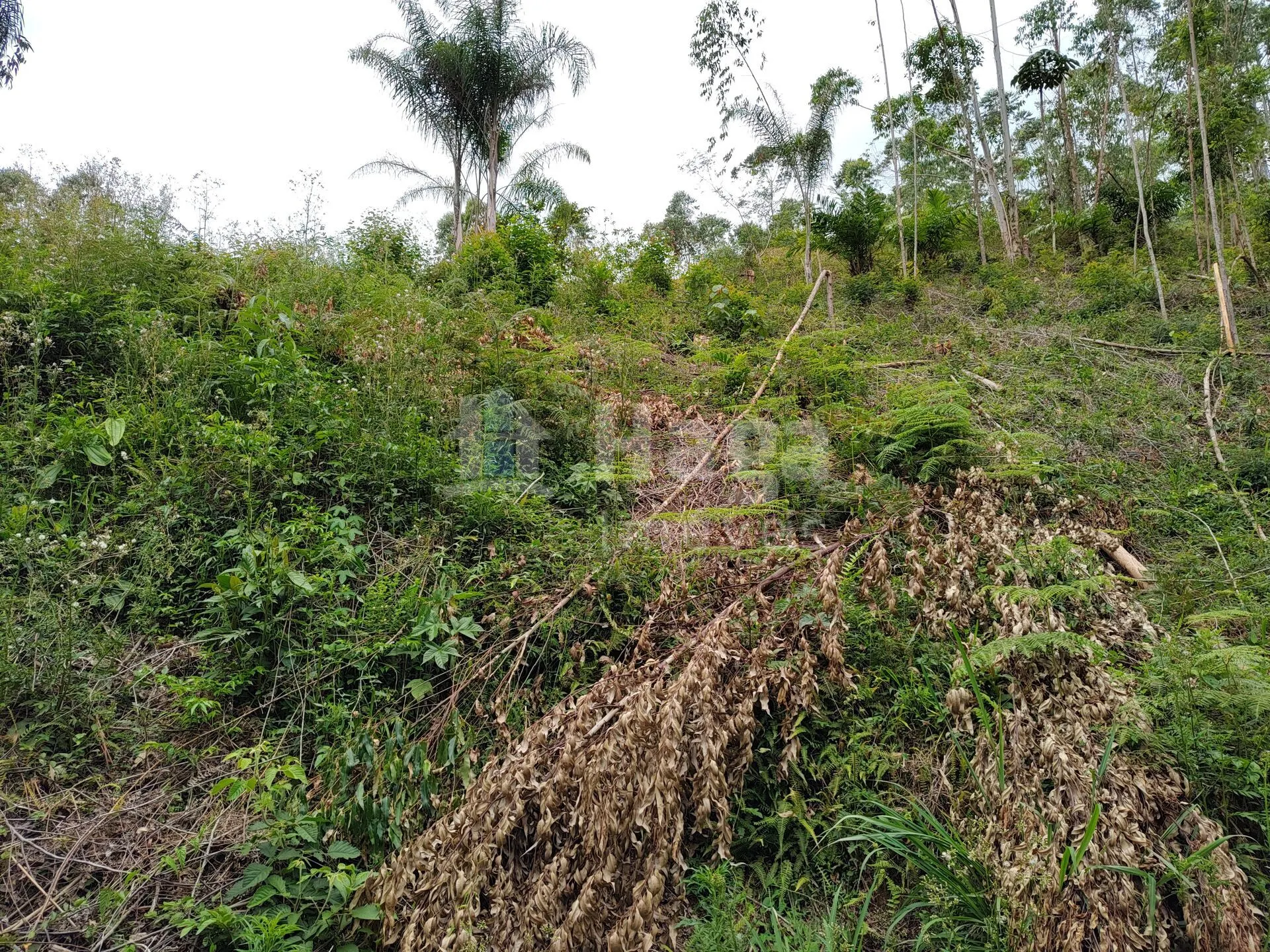 Chácara à venda de 3 ha em Botuverá, SC, Brasil