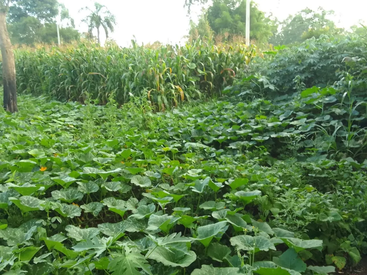 Chácara à venda de 7.500 m² em Guareí, SP, Brasil