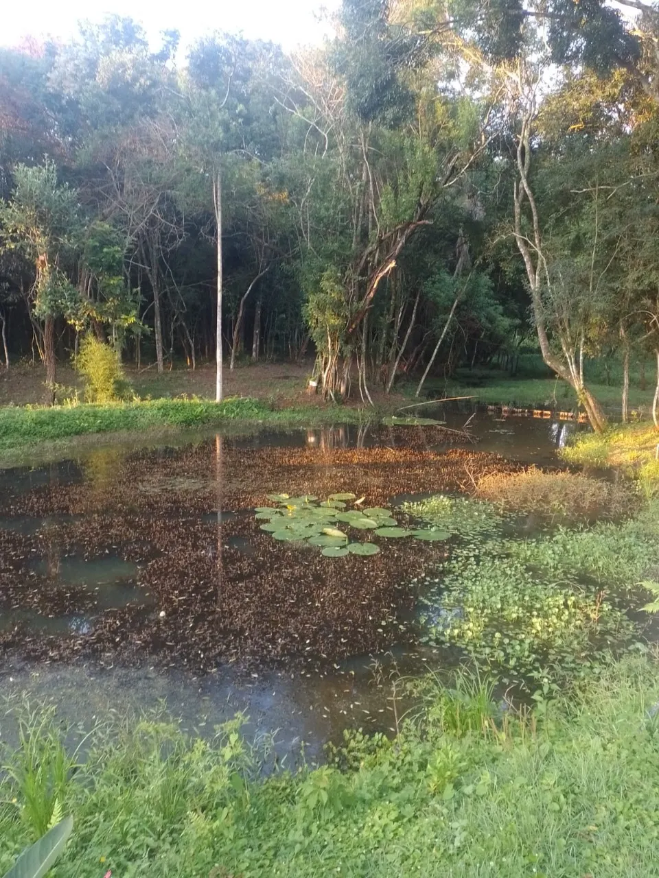 Chácara à venda de 7.500 m² em Guareí, SP, Brasil