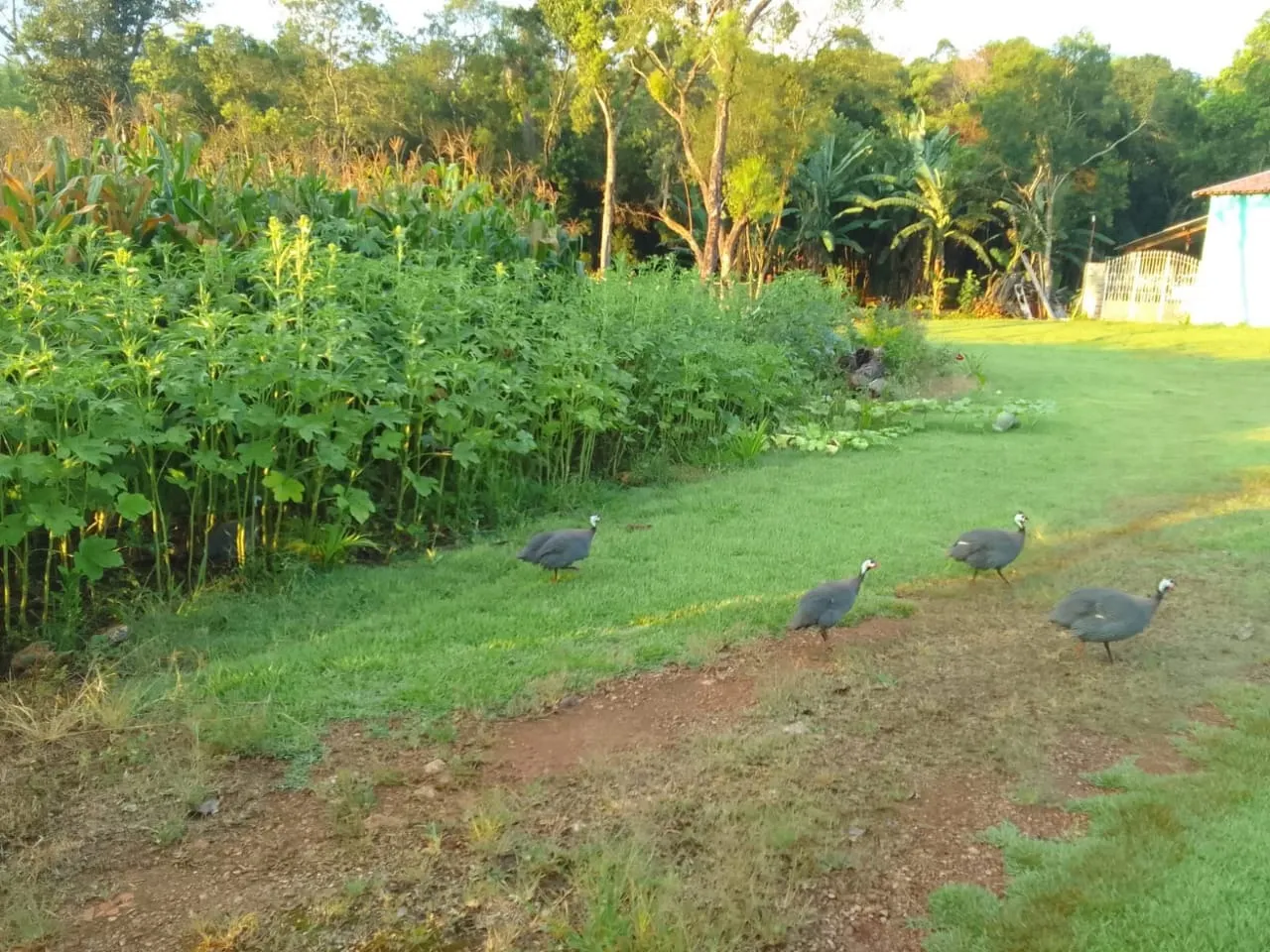 Chácara à venda de 7.500 m² em Guareí, SP, Brasil