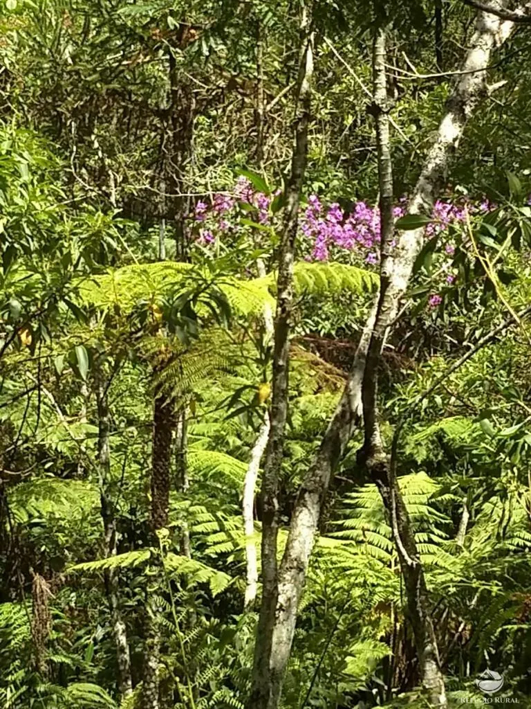 Sítio à venda de 24 ha em Caçapava, SP, Brasil