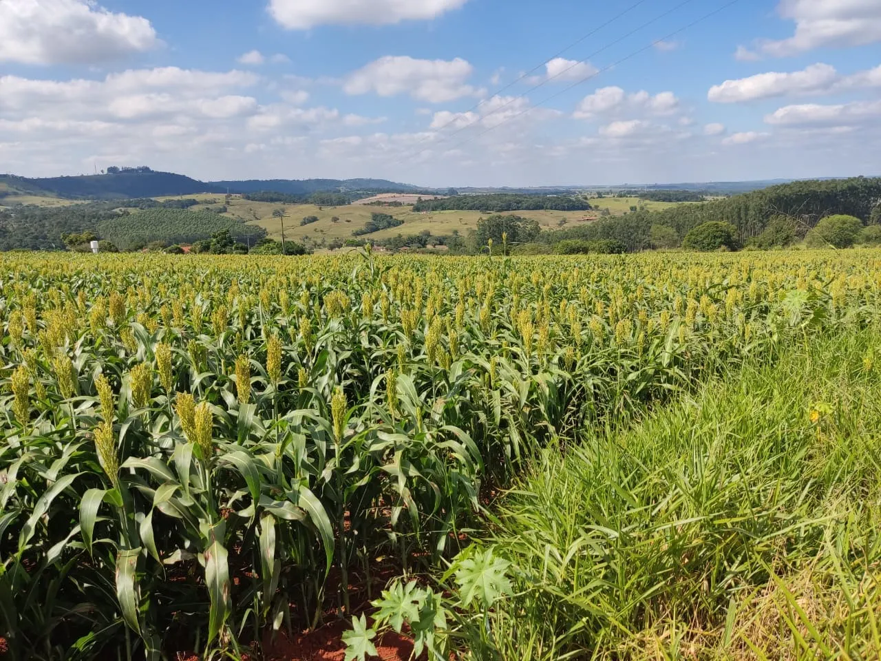 Small farm for sale of 132 acres in Campina do Monte Alegre, SP, Brazil
