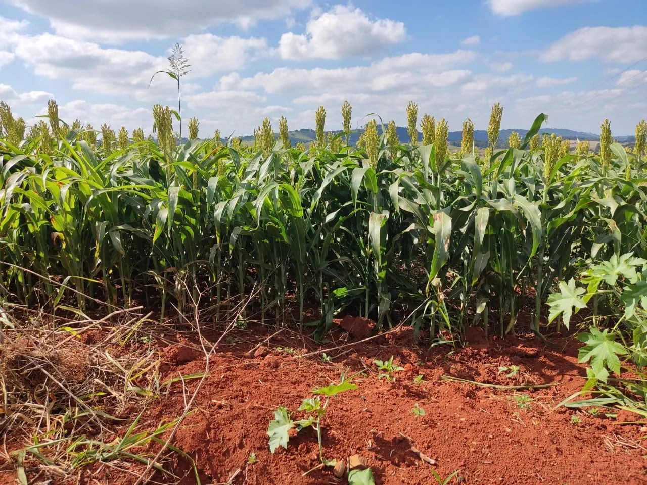 Small farm for sale of 132 acres in Campina do Monte Alegre, SP, Brazil