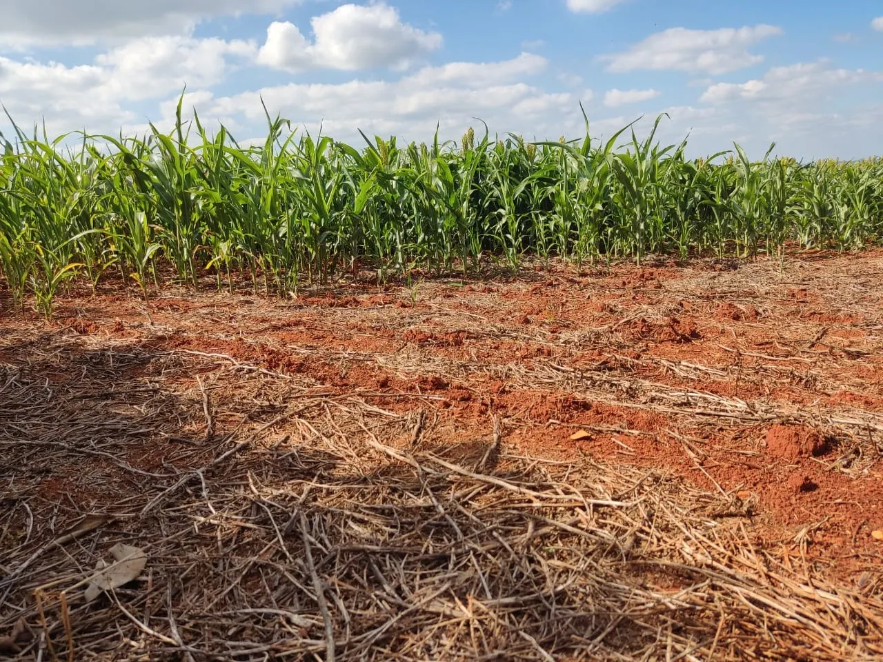 Small farm for sale of 132 acres in Campina do Monte Alegre, SP, Brazil