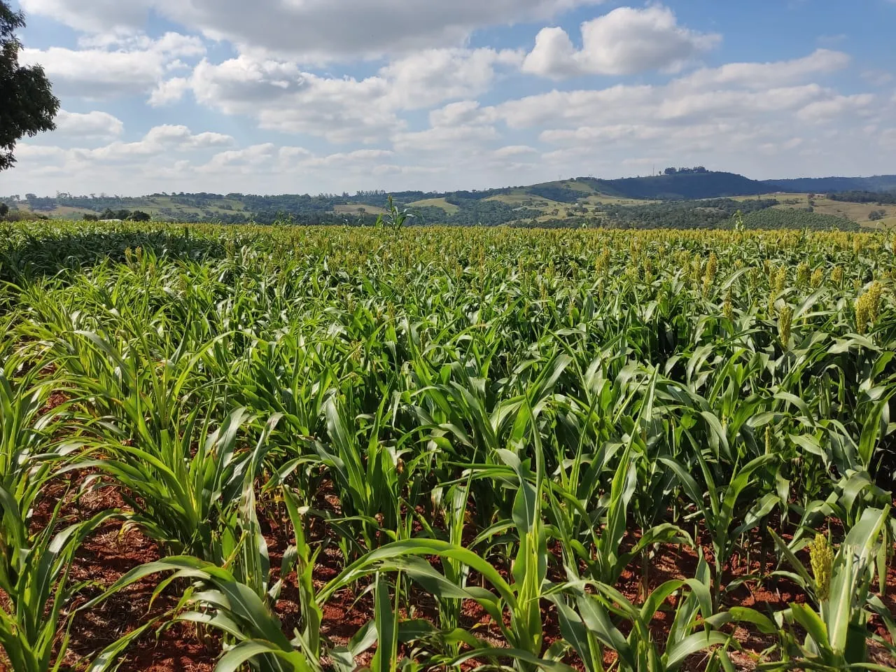 Small farm for sale of 132 acres in Campina do Monte Alegre, SP, Brazil