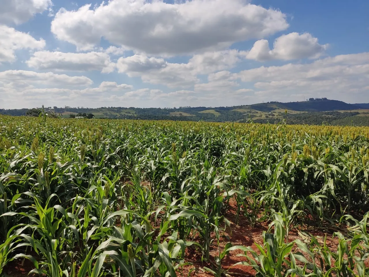 Small farm for sale of 132 acres in Campina do Monte Alegre, SP, Brazil