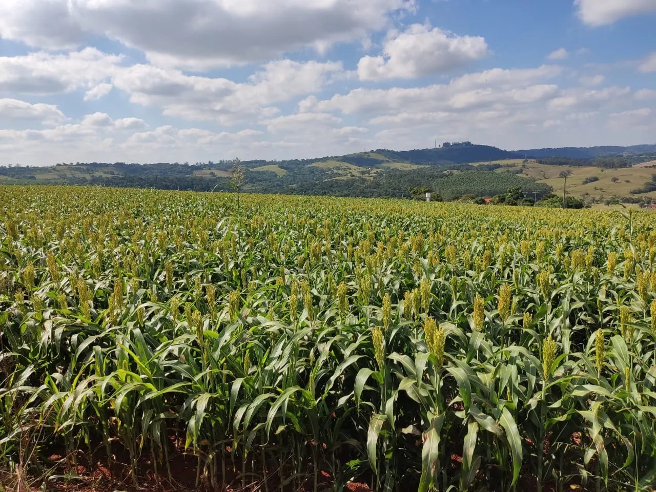 Small farm for sale of 132 acres in Campina do Monte Alegre, SP, Brazil