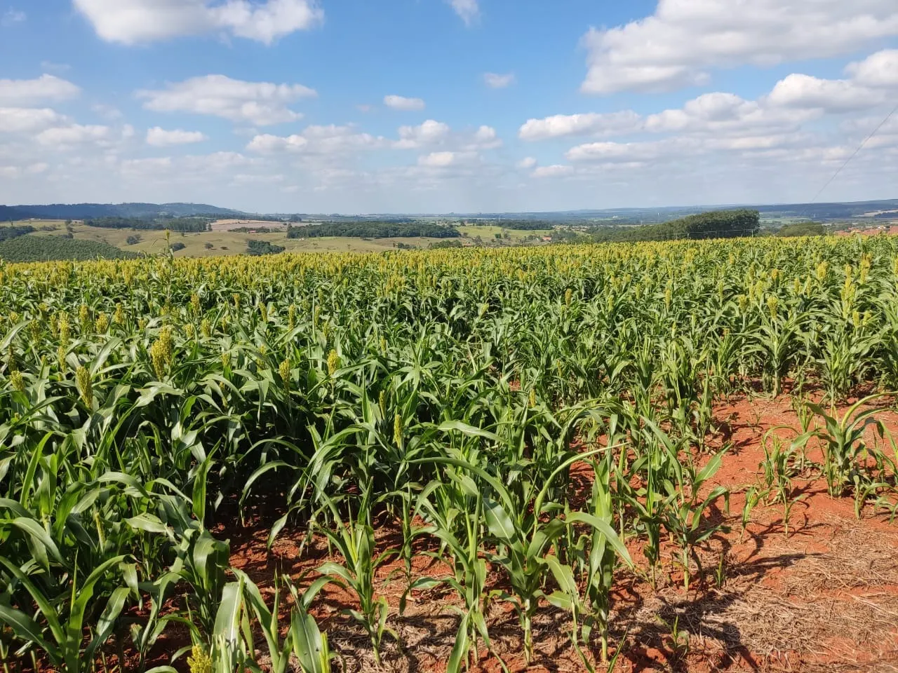 Small farm for sale of 132 acres in Campina do Monte Alegre, SP, Brazil
