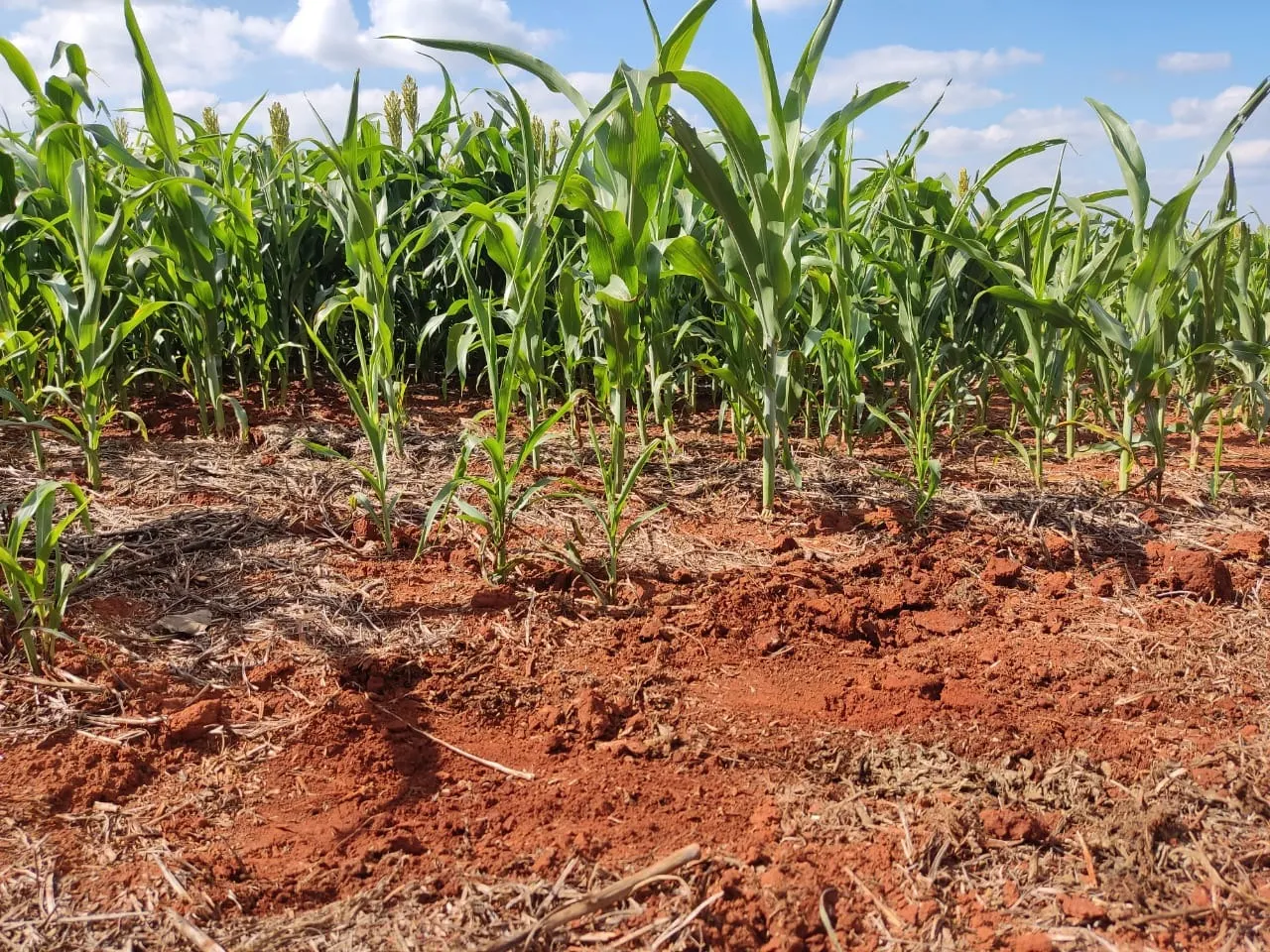 Small farm for sale of 132 acres in Campina do Monte Alegre, SP, Brazil