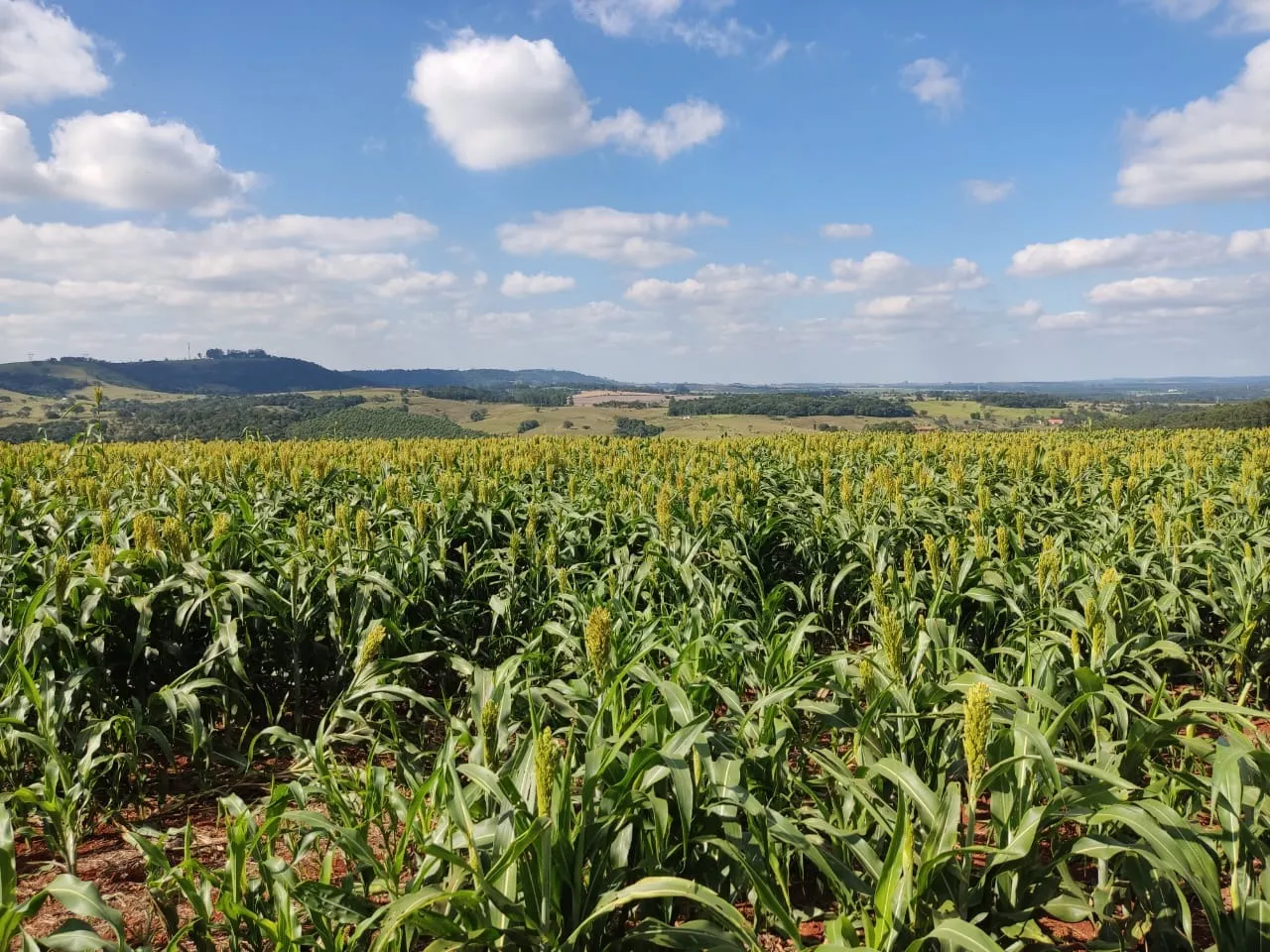 Small farm for sale of 132 acres in Campina do Monte Alegre, SP, Brazil