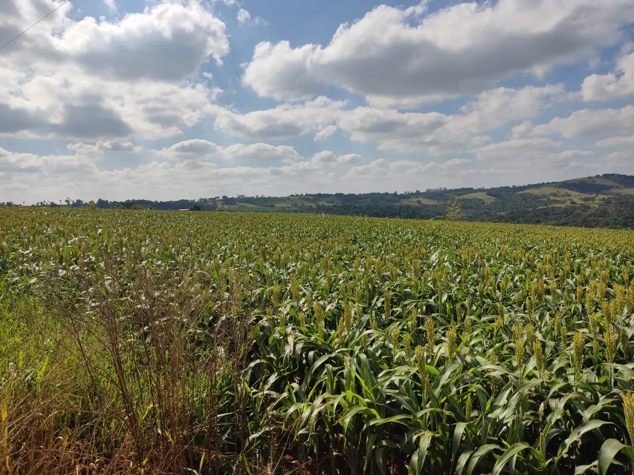 Small farm for sale of 132 acres in Campina do Monte Alegre, SP, Brazil