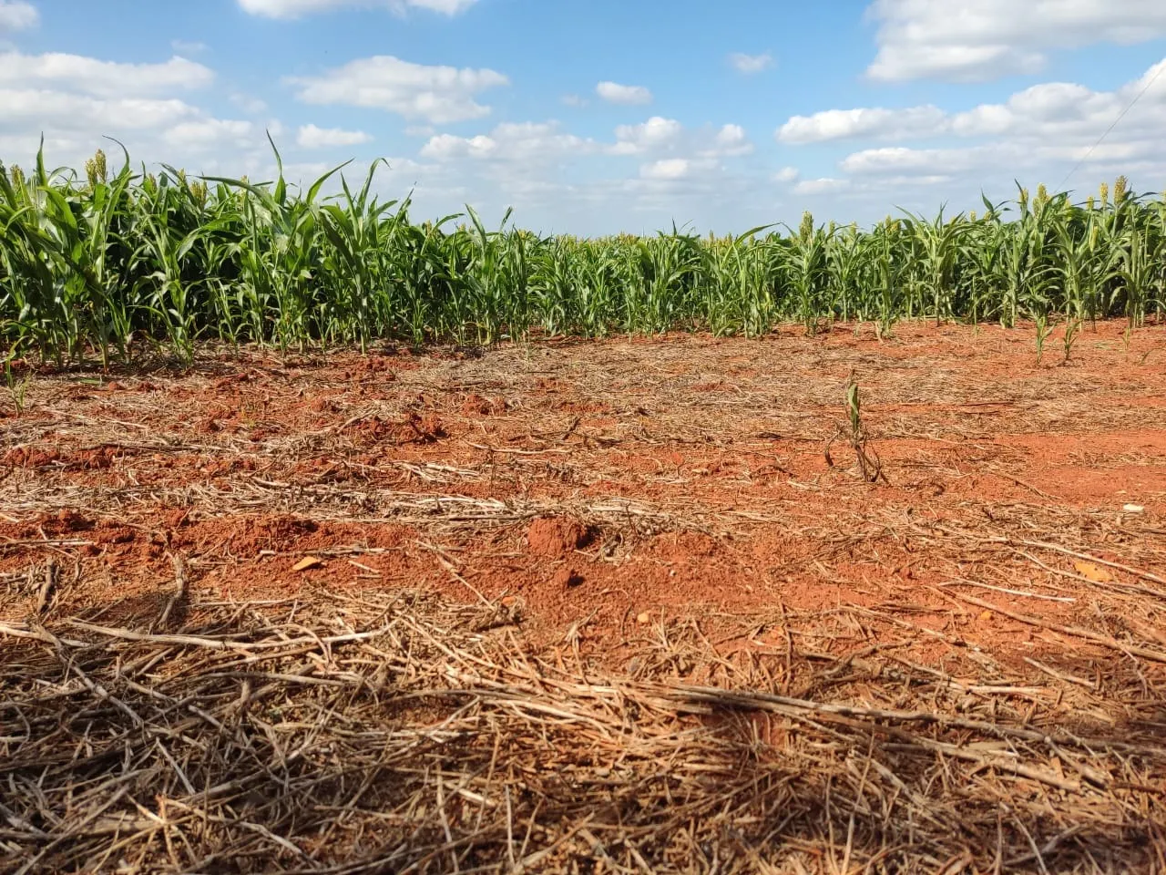 Small farm for sale of 132 acres in Campina do Monte Alegre, SP, Brazil