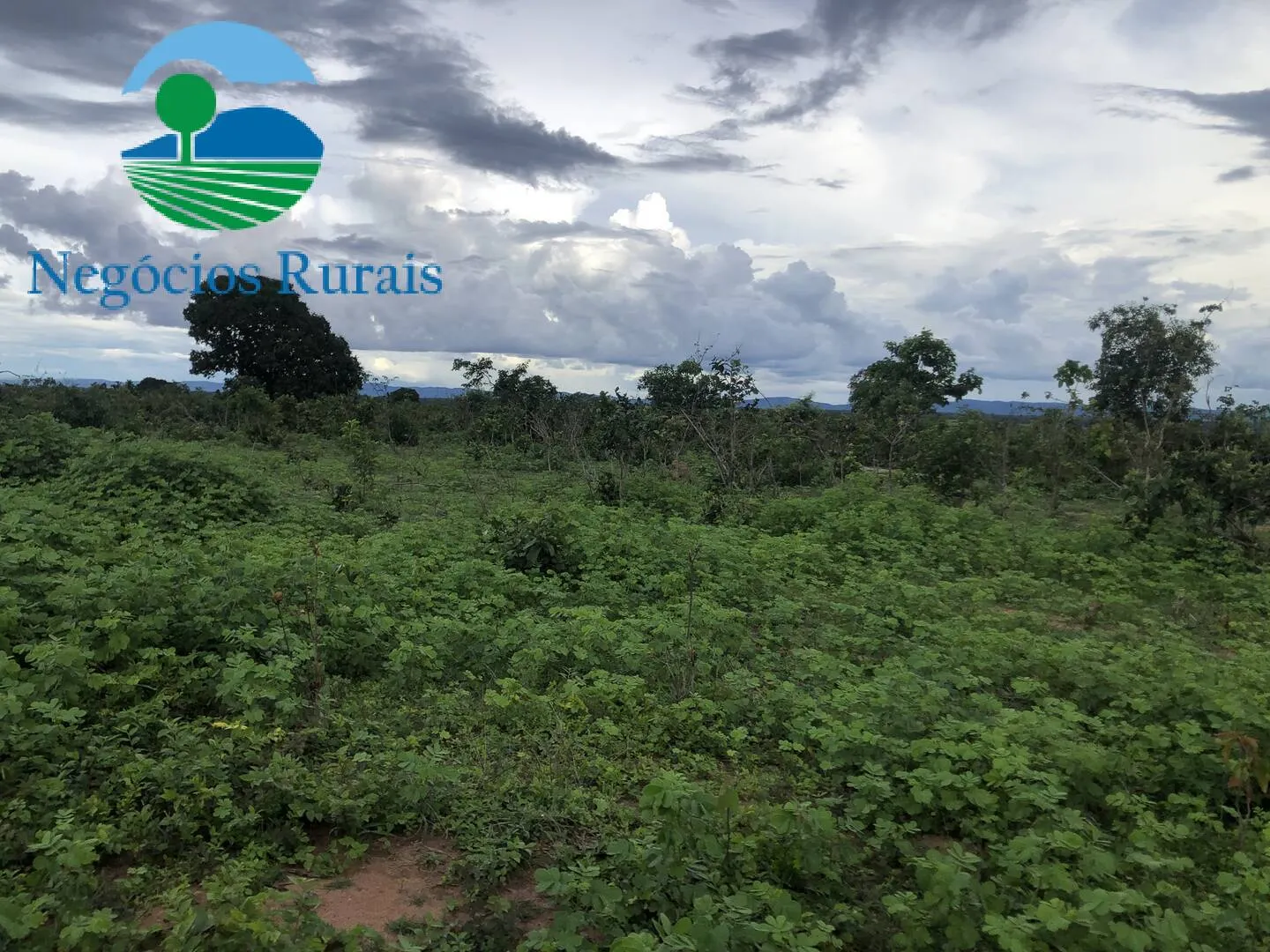 Fazenda à venda de 847 ha em Novo Planalto, GO, Brasil
