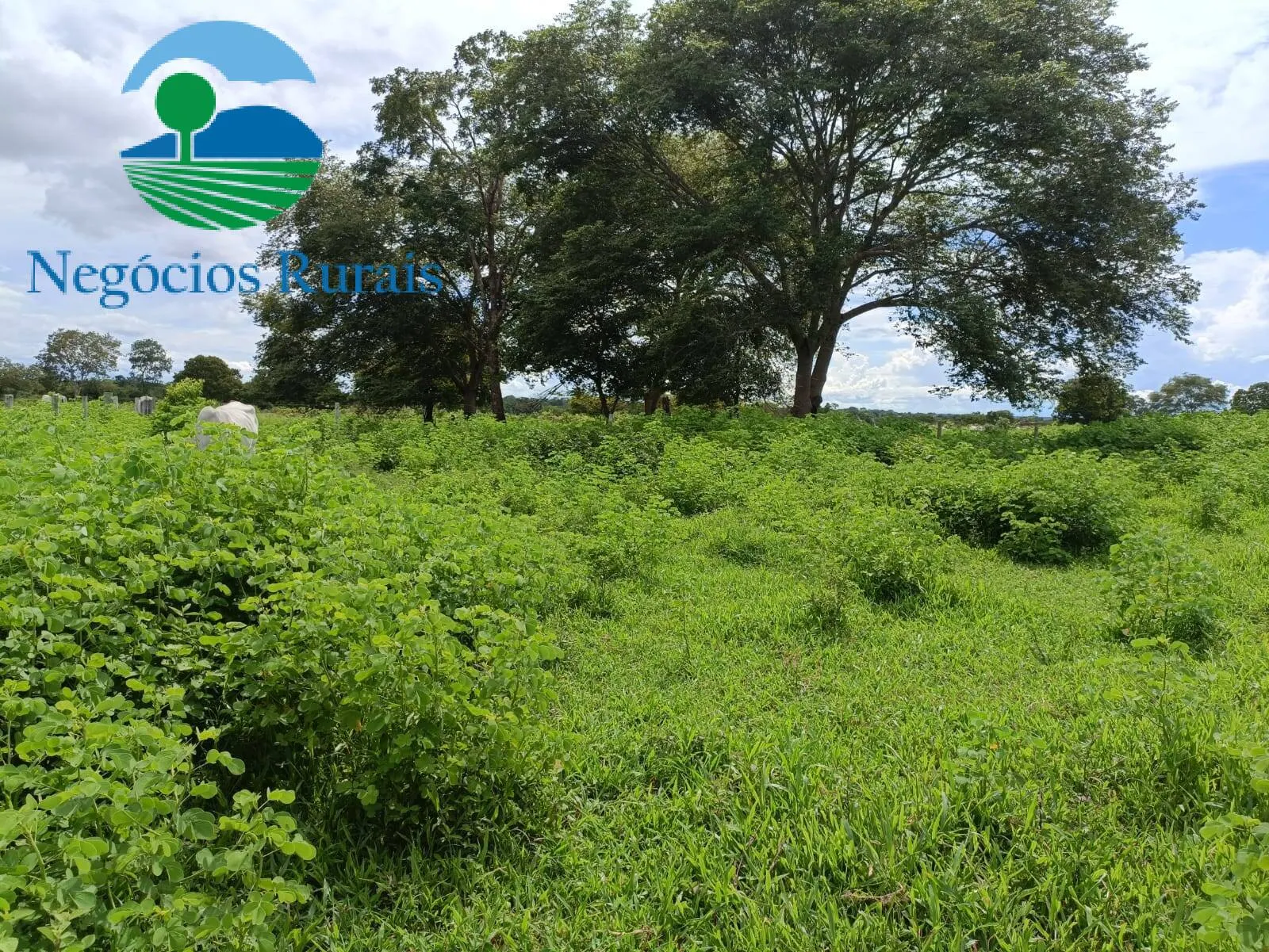 Fazenda à venda de 847 ha em Novo Planalto, GO, Brasil
