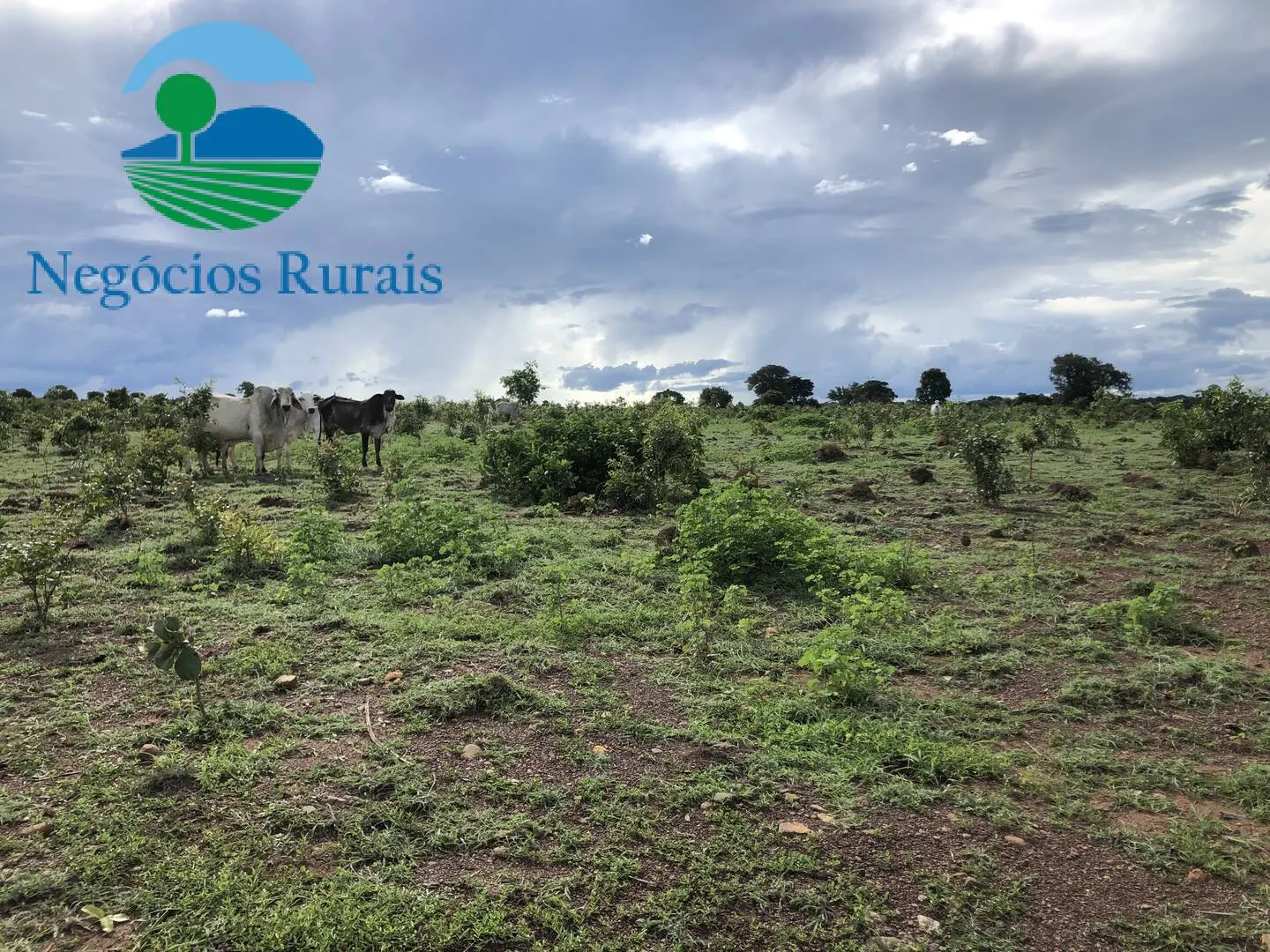 Fazenda à venda de 847 ha em Novo Planalto, GO, Brasil