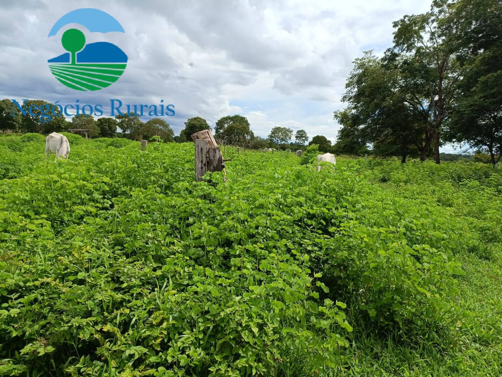 Fazenda à venda de 847 ha em Novo Planalto, GO, Brasil