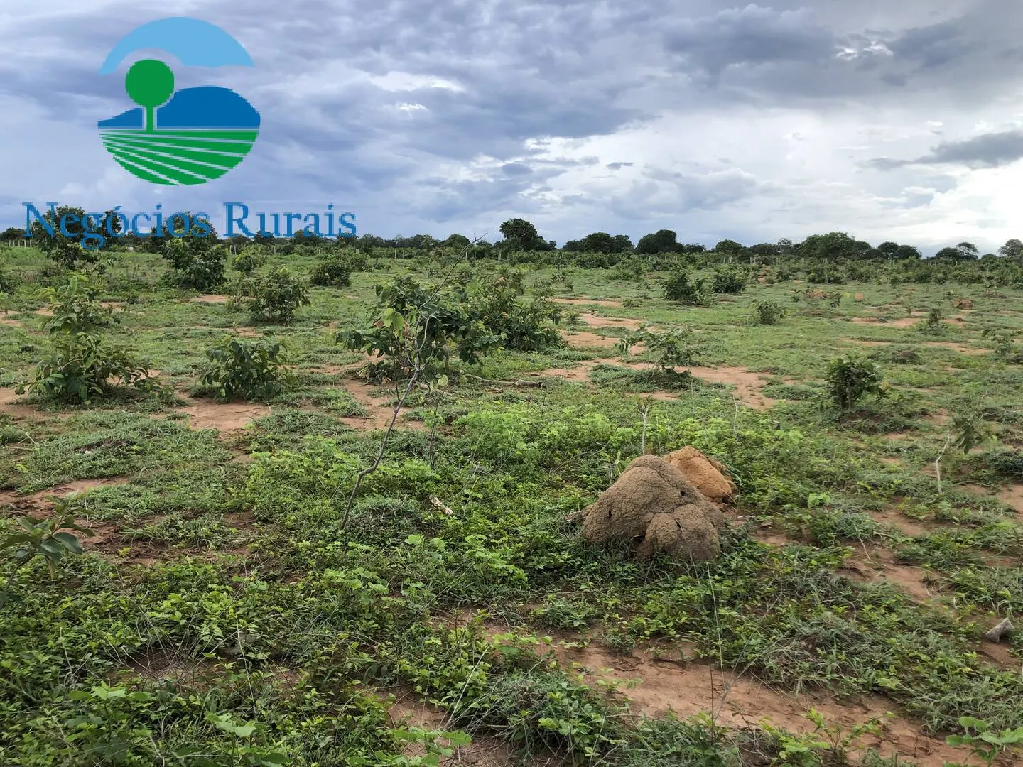Fazenda à venda de 847 ha em Novo Planalto, GO, Brasil