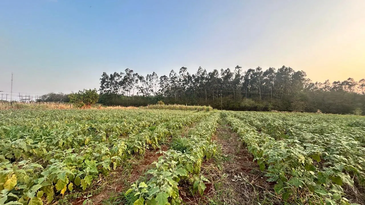 Fazenda à venda de 10 ha em Terenos, MS, Brasil