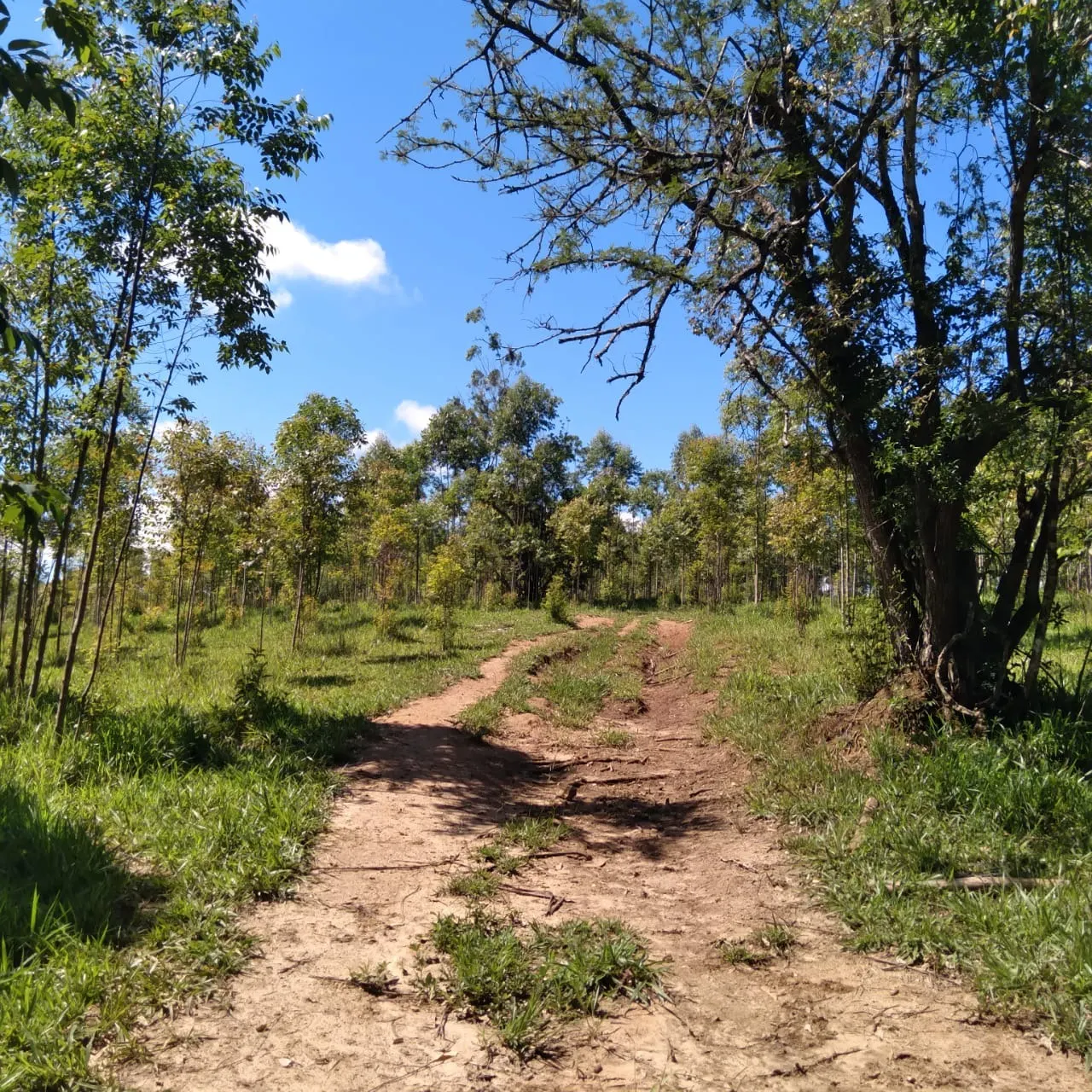 Sítio à venda de 24 ha em Angatuba, SP, Brasil