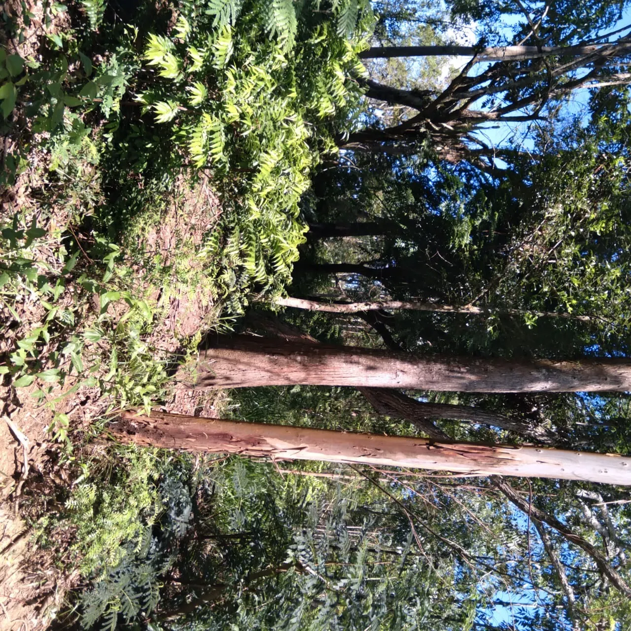 Sítio à venda de 24 ha em Angatuba, SP, Brasil