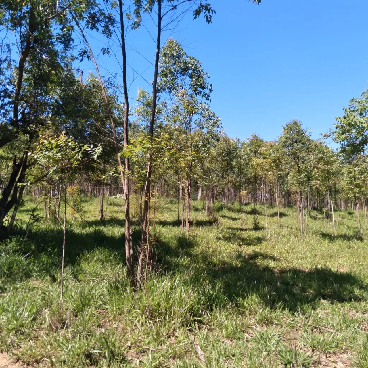 Sítio à venda de 24 ha em Angatuba, SP, Brasil