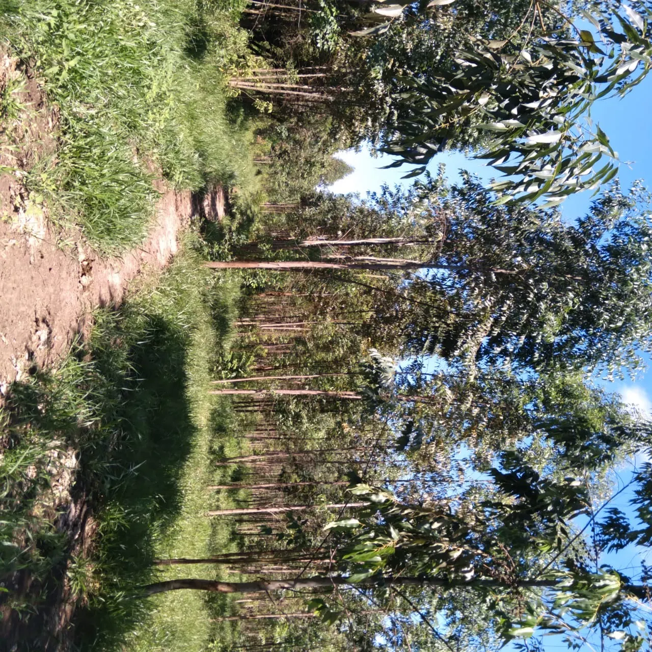 Sítio à venda de 24 ha em Angatuba, SP, Brasil