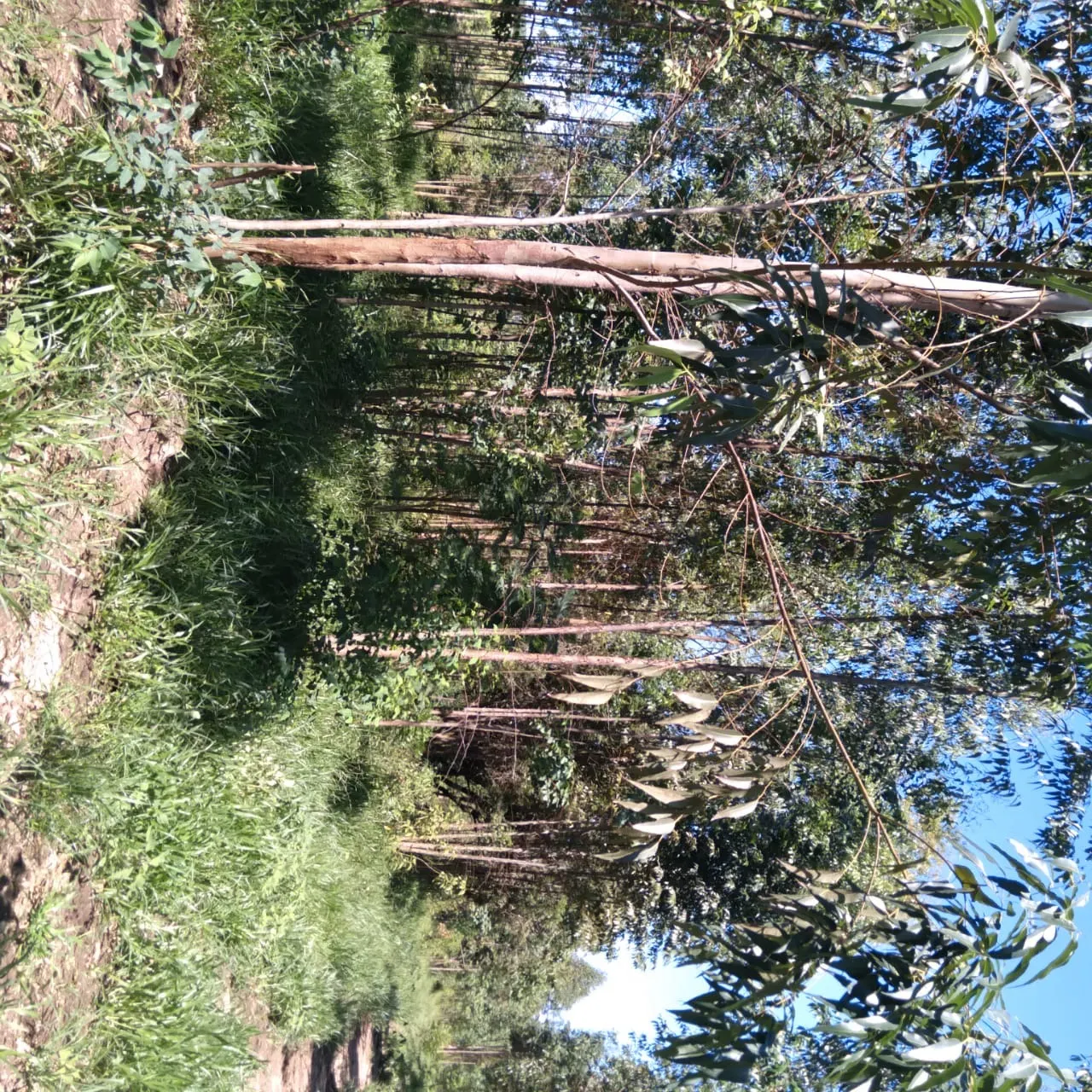 Sítio à venda de 24 ha em Angatuba, SP, Brasil