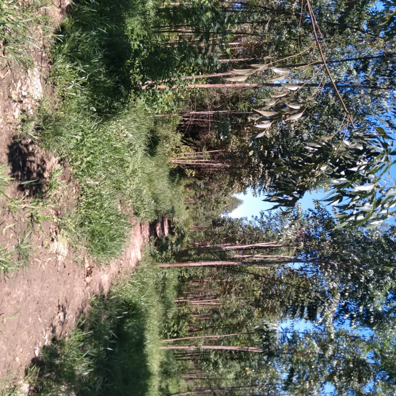 Sítio à venda de 24 ha em Angatuba, SP, Brasil