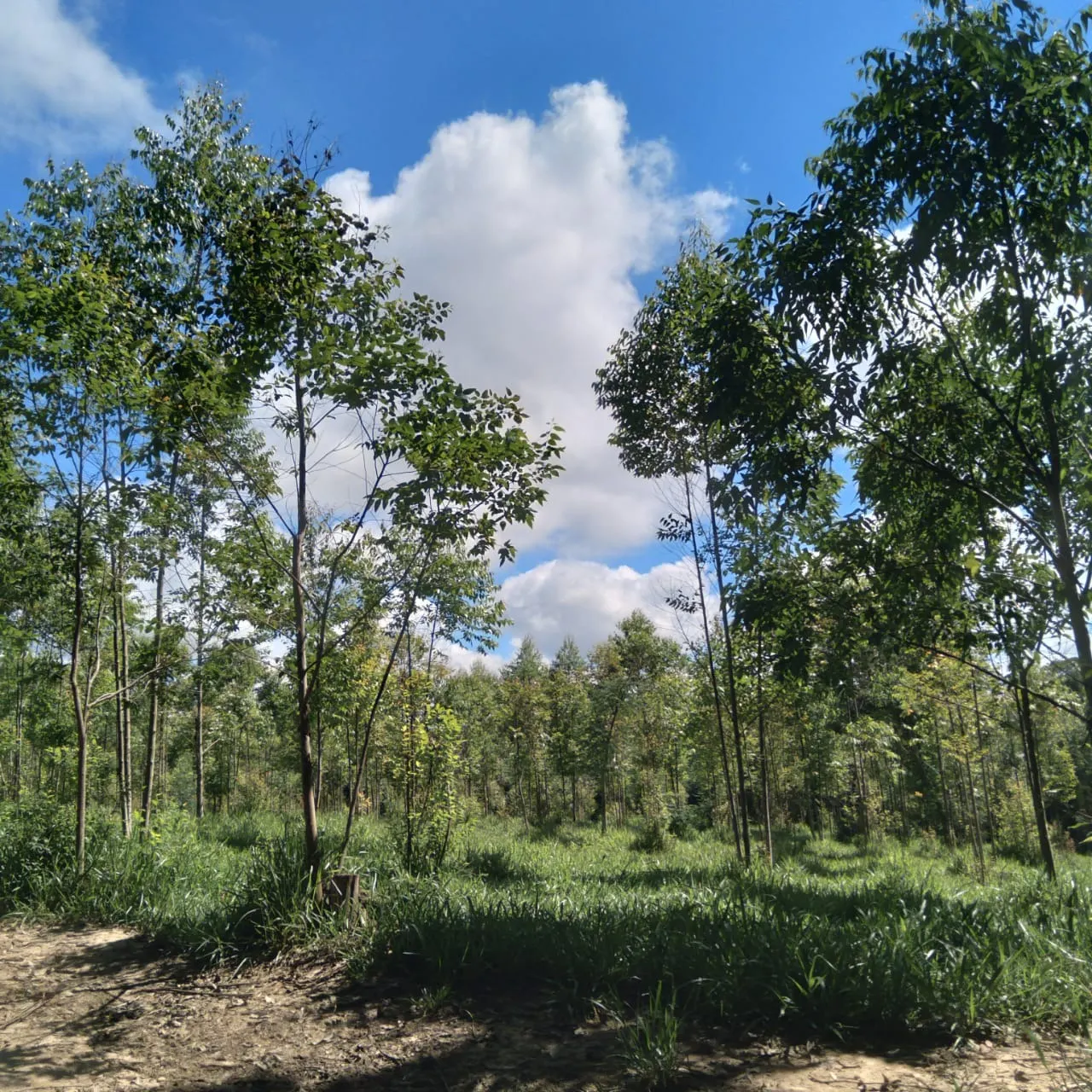Sítio à venda de 24 ha em Angatuba, SP, Brasil