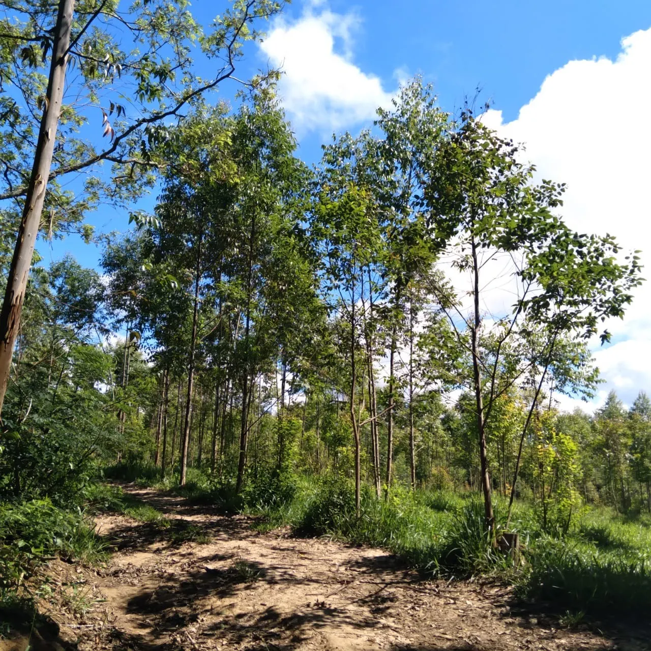 Sítio à venda de 24 ha em Angatuba, SP, Brasil