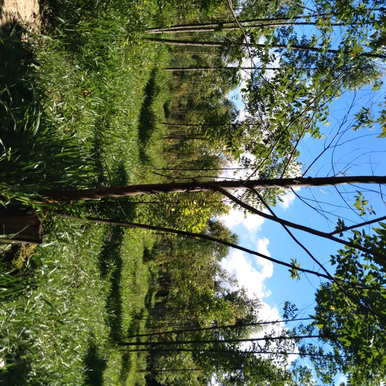 Sítio à venda de 24 ha em Angatuba, SP, Brasil
