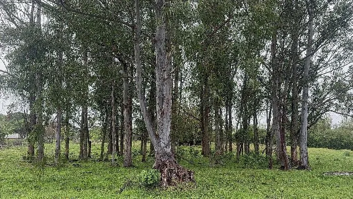 Chácara à venda de 8 ha em Santo Antônio da Patrulha, RS, Brasil